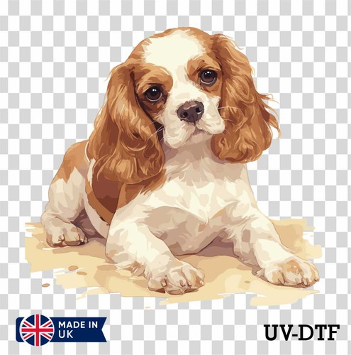 Adesivo cavalier king charles - cavalier,