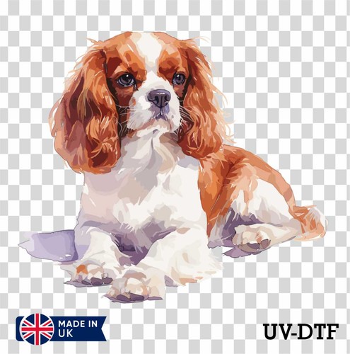 Adesivo cavalier king - cavalier,